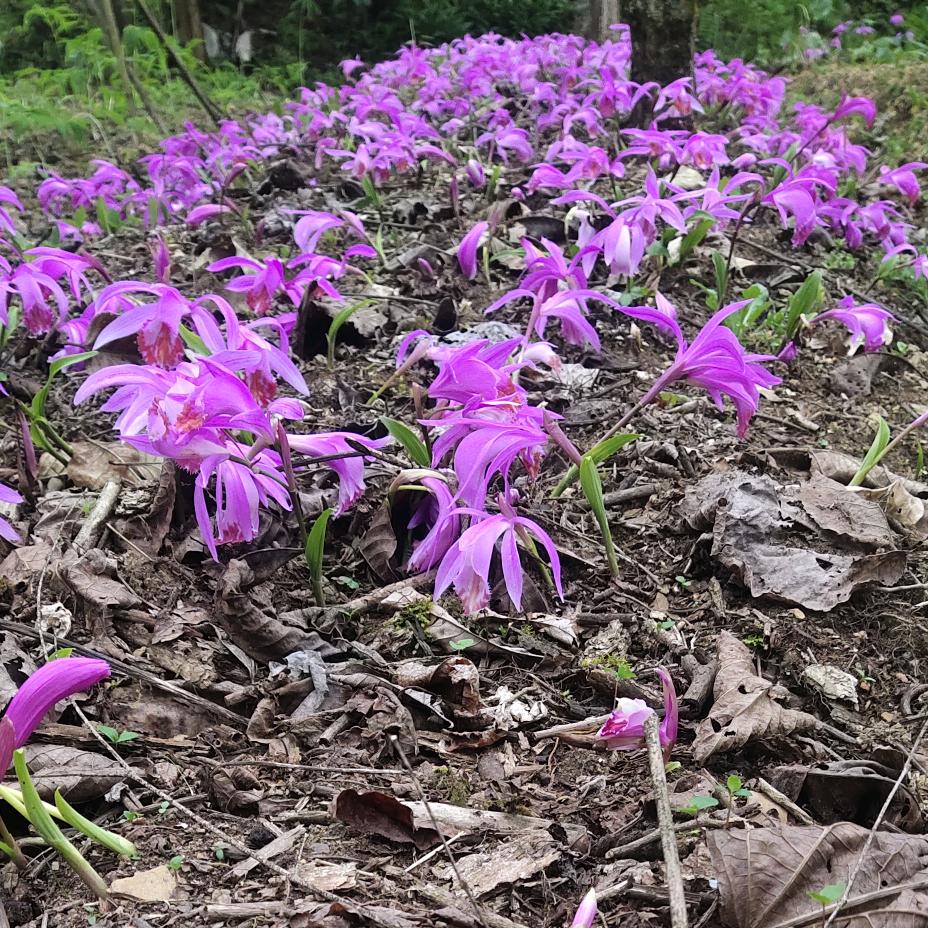 穿着拖鞋闯天涯