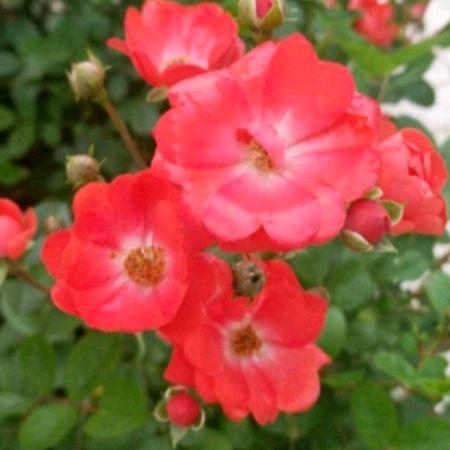 এ᭄ꦿ꯭💞英꧔ꦿএ᭄