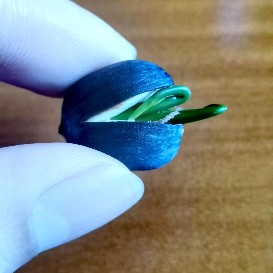 蓝色水手