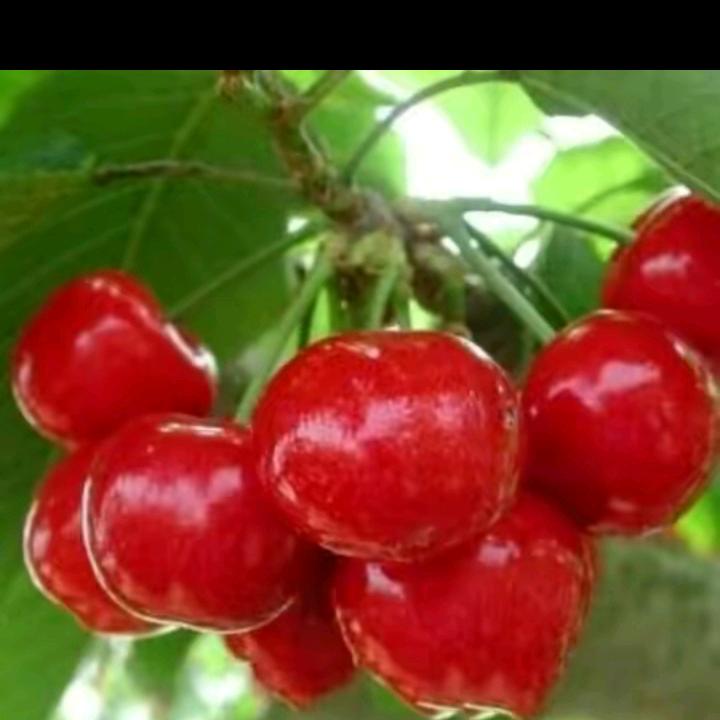 红樱桃