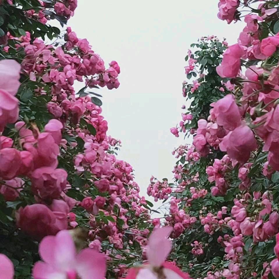 乐乐