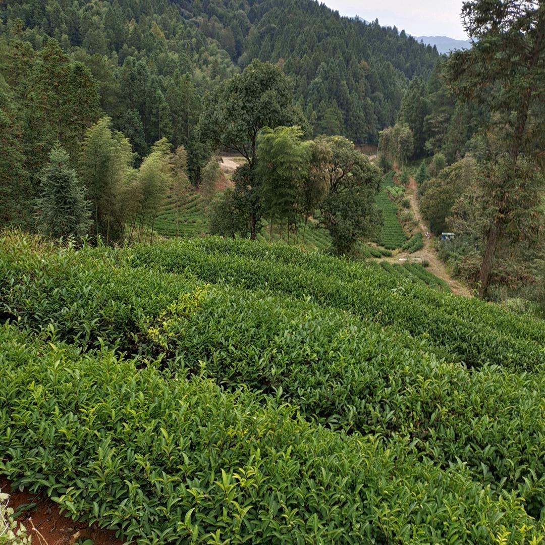 ，暨茗岩茶厂，大露岩，以生态为标准，