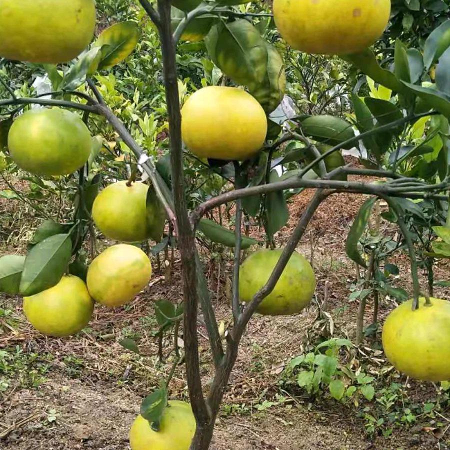 批发零售各种果苗