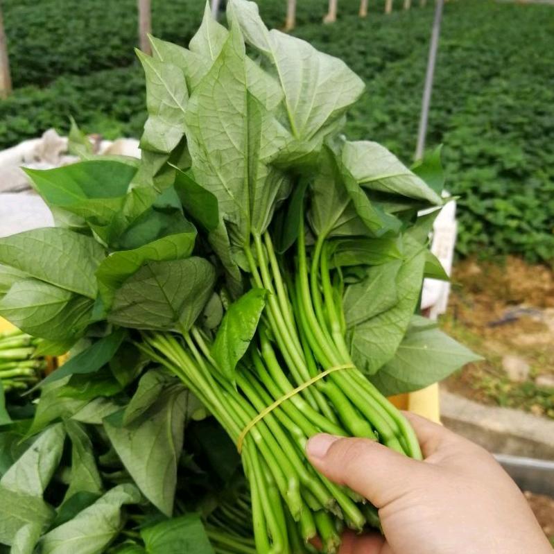 羊启植程