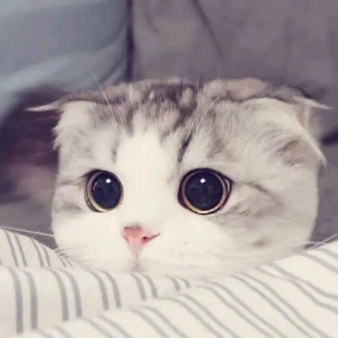 柠檬果