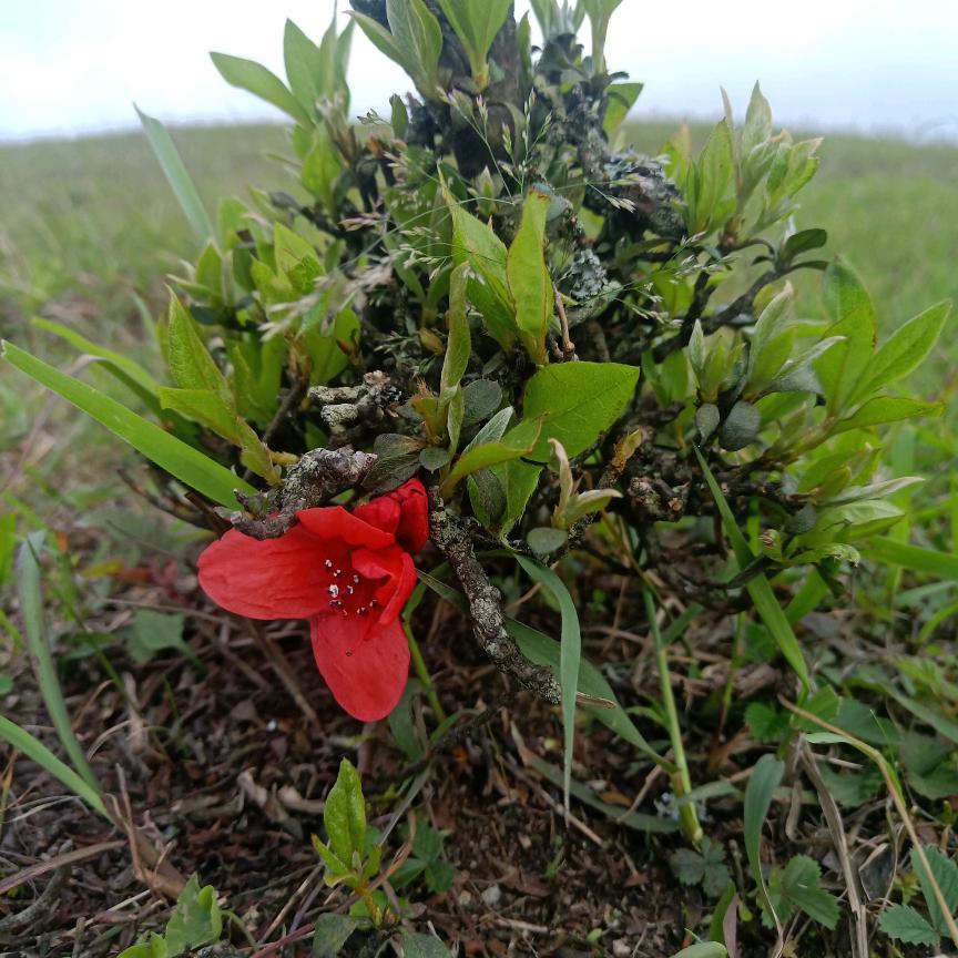 我想是你