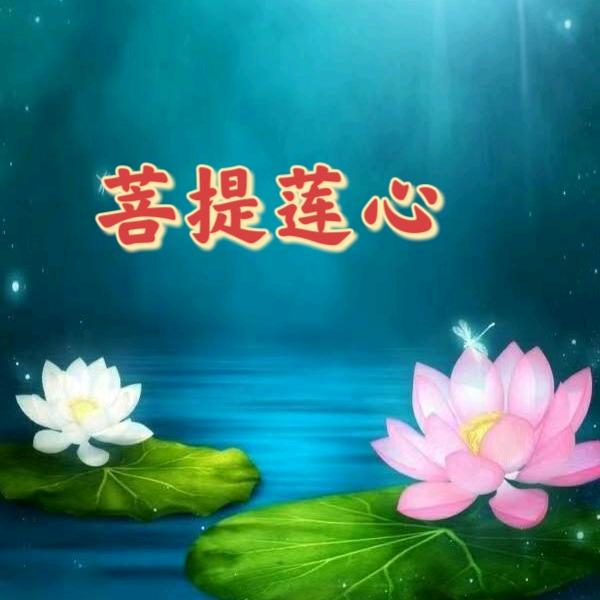 菩提莲心