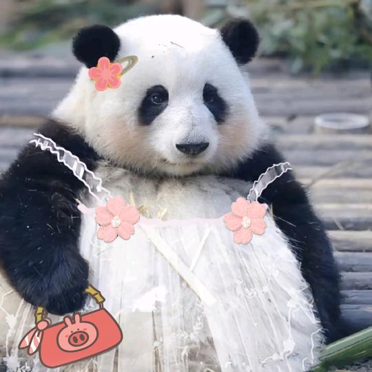 熊猫花果赖