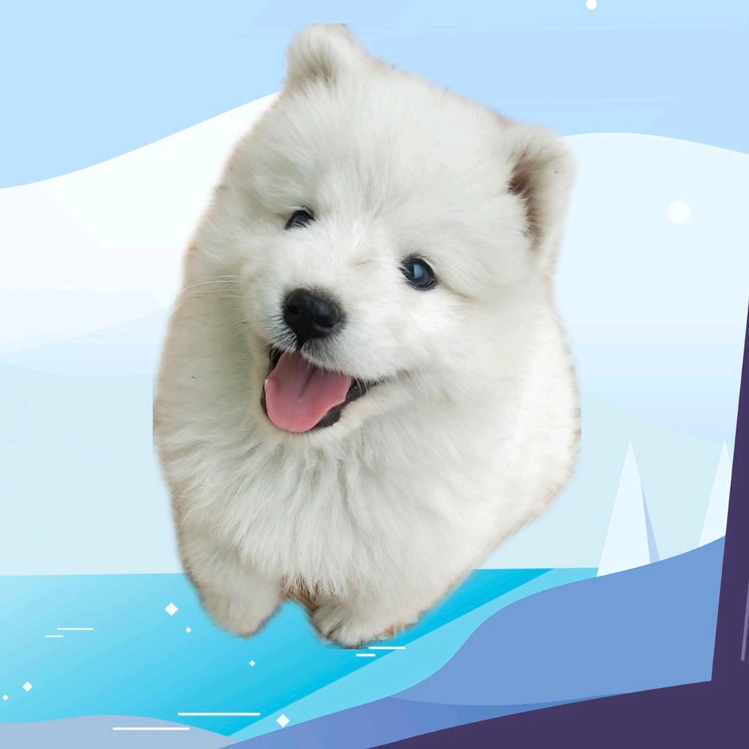 小弈同学呀