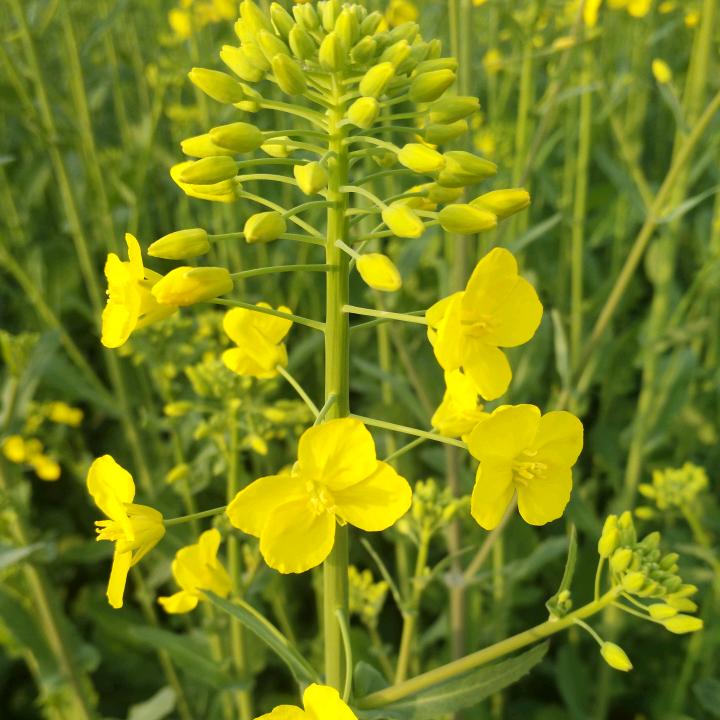 飞燕