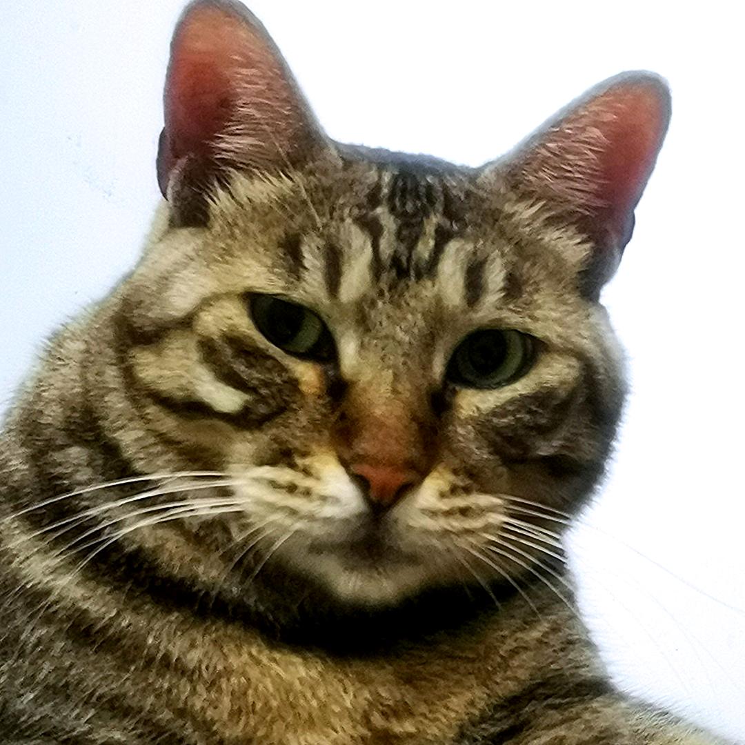 猫三十