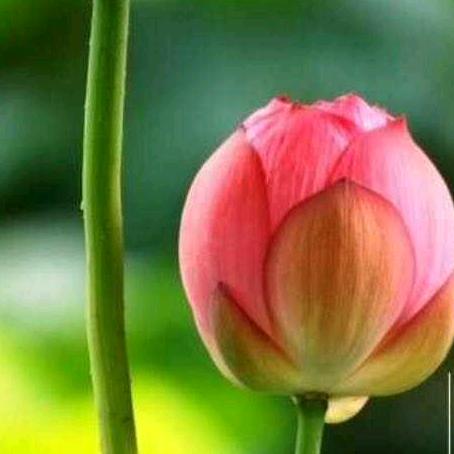 用户有你们真好