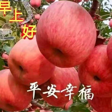 睡美人