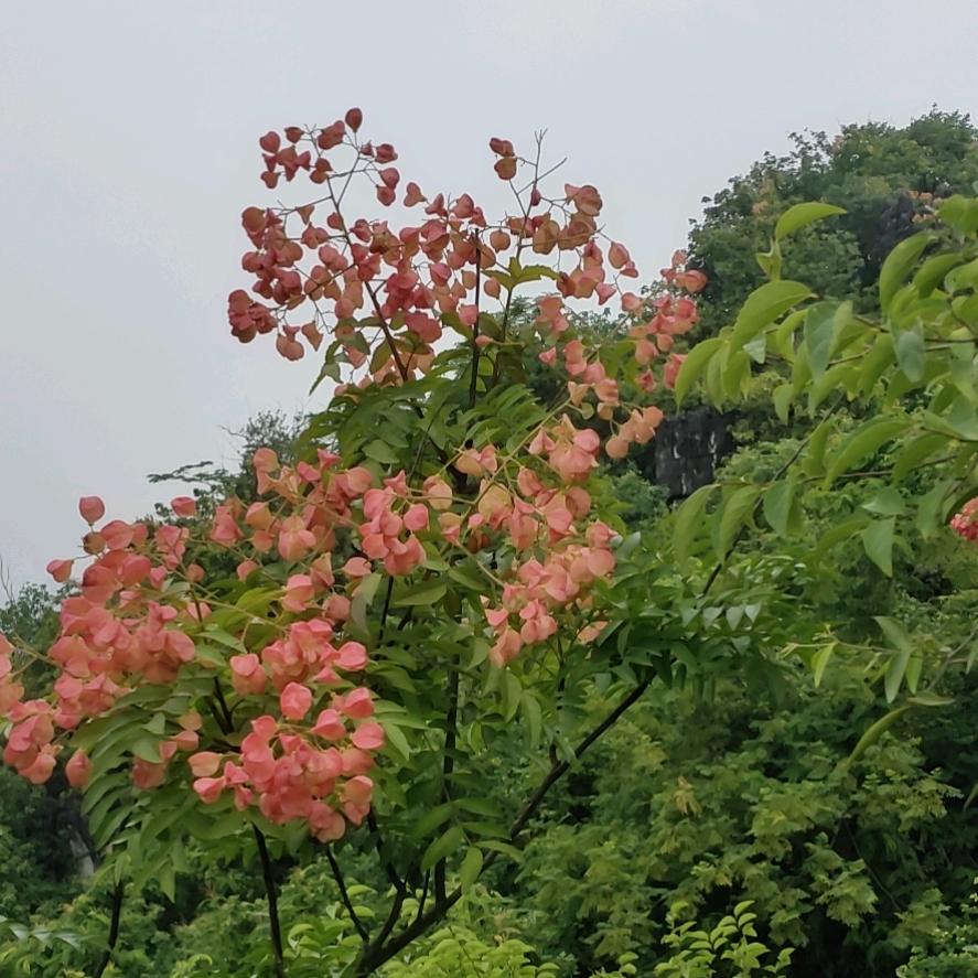 明天更美好