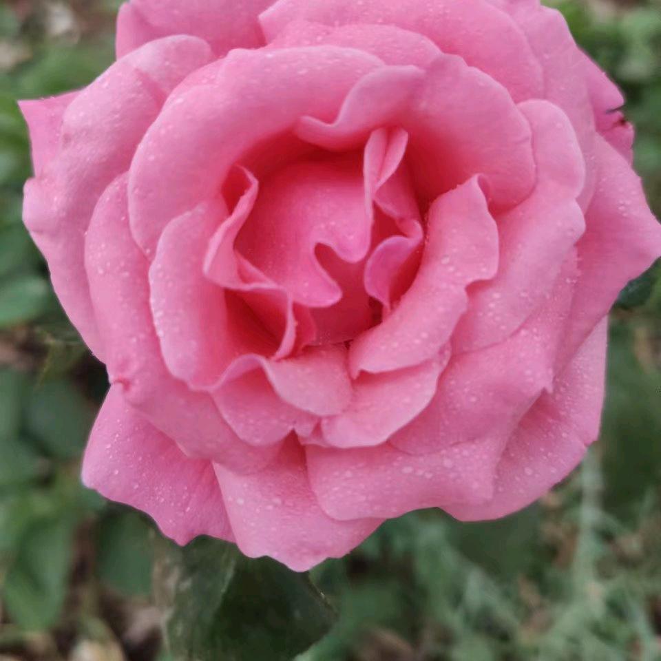 陈友芝