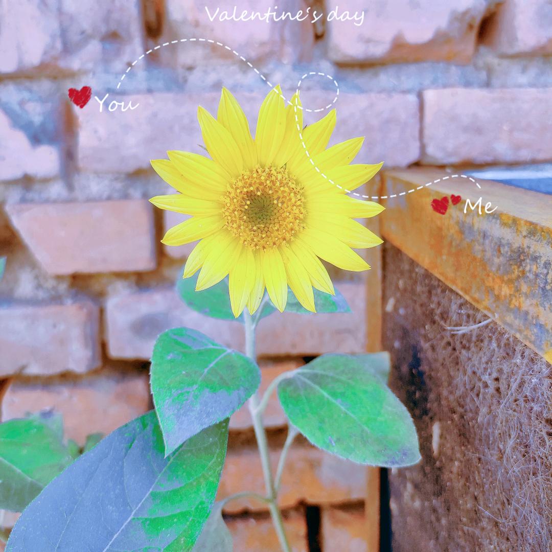 慢半拍(◔◡◔)