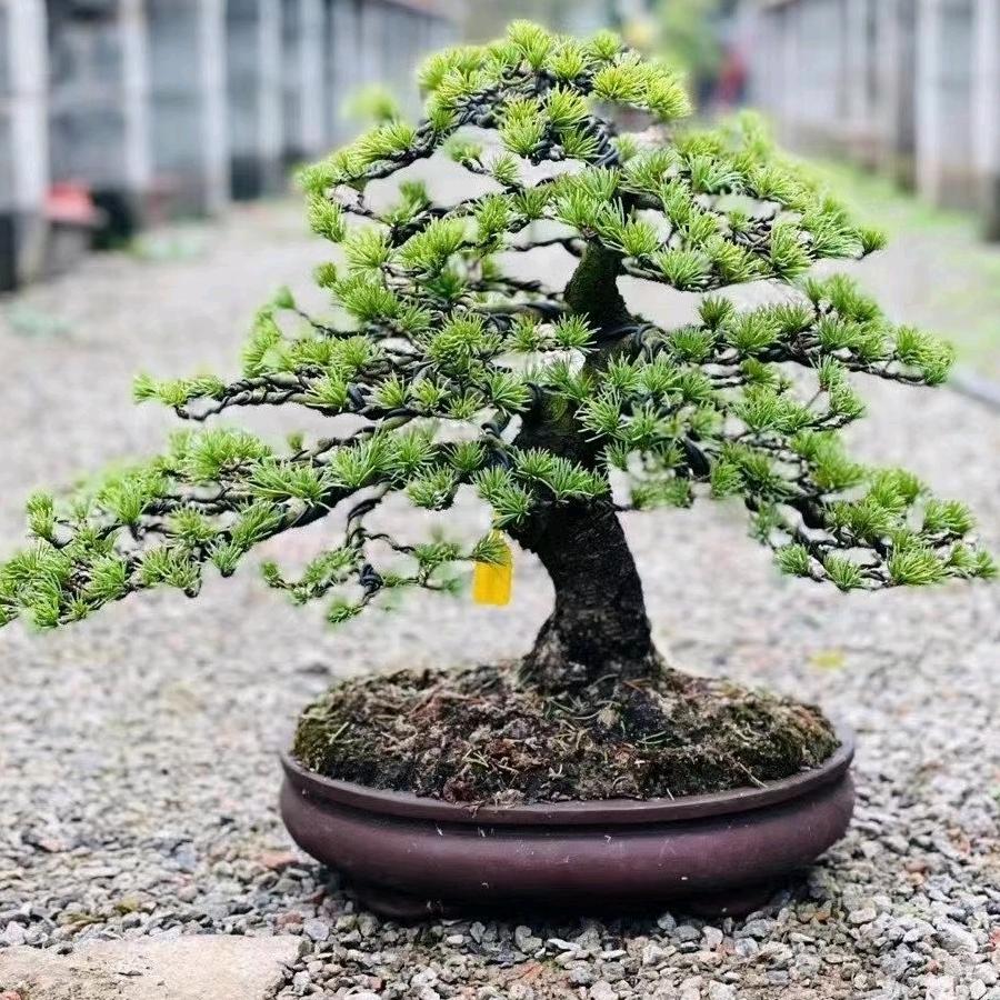 瑞柏源花卉