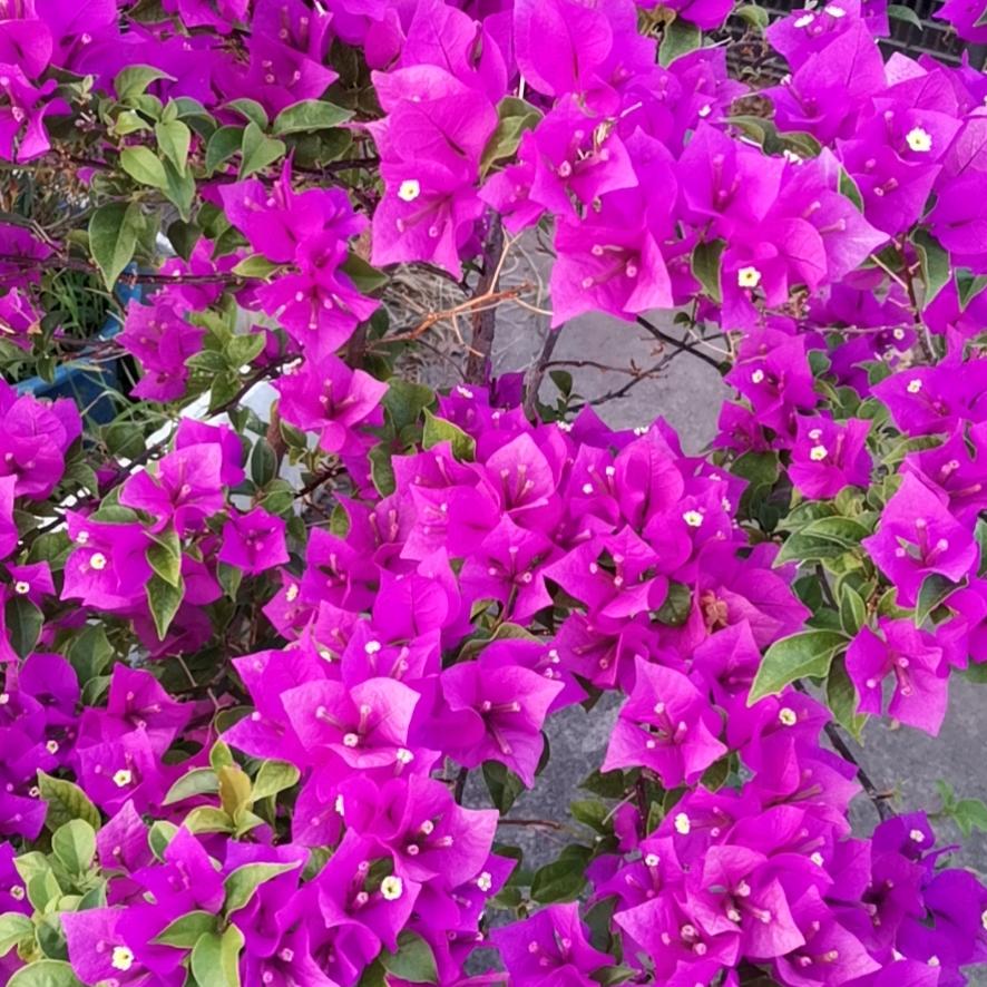 常岭花王累