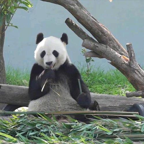 张狗蛋