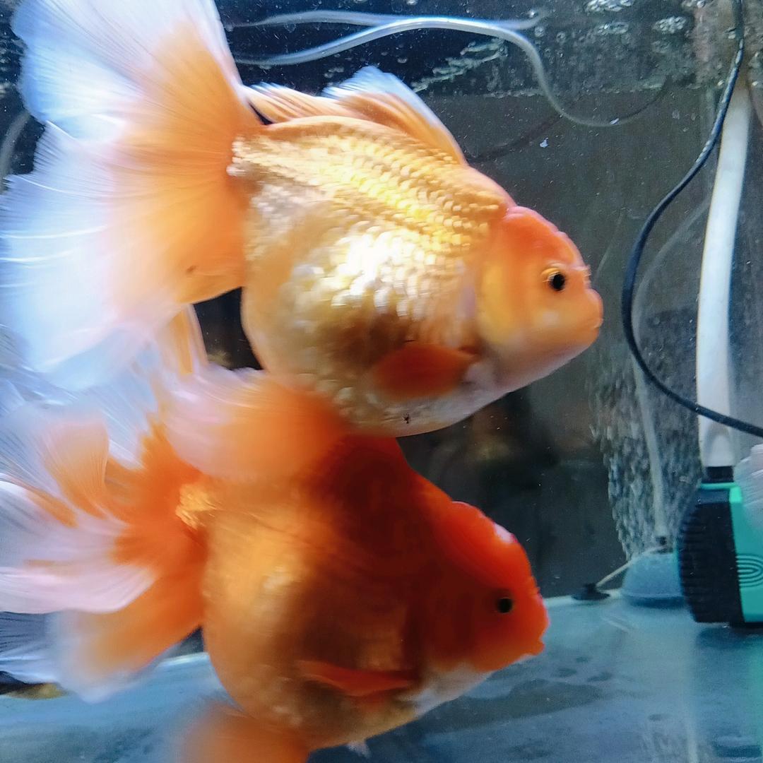 @🪷☘️灵犀所念🐦‍🔥💫🌹