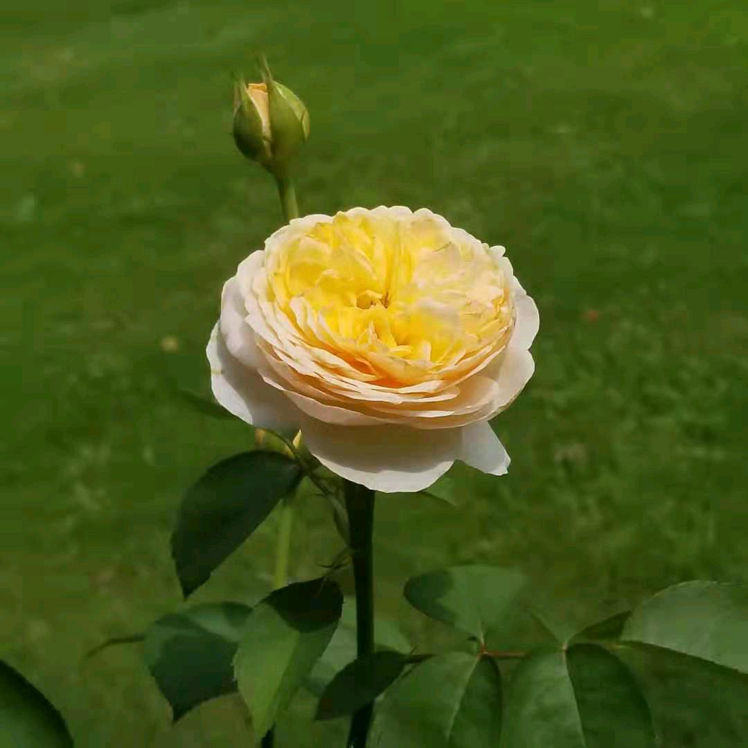 美好夕阳