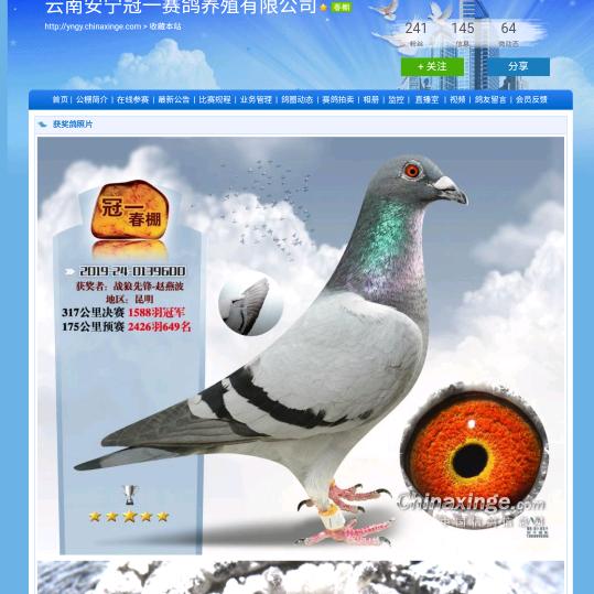 苦乐养鸽人
