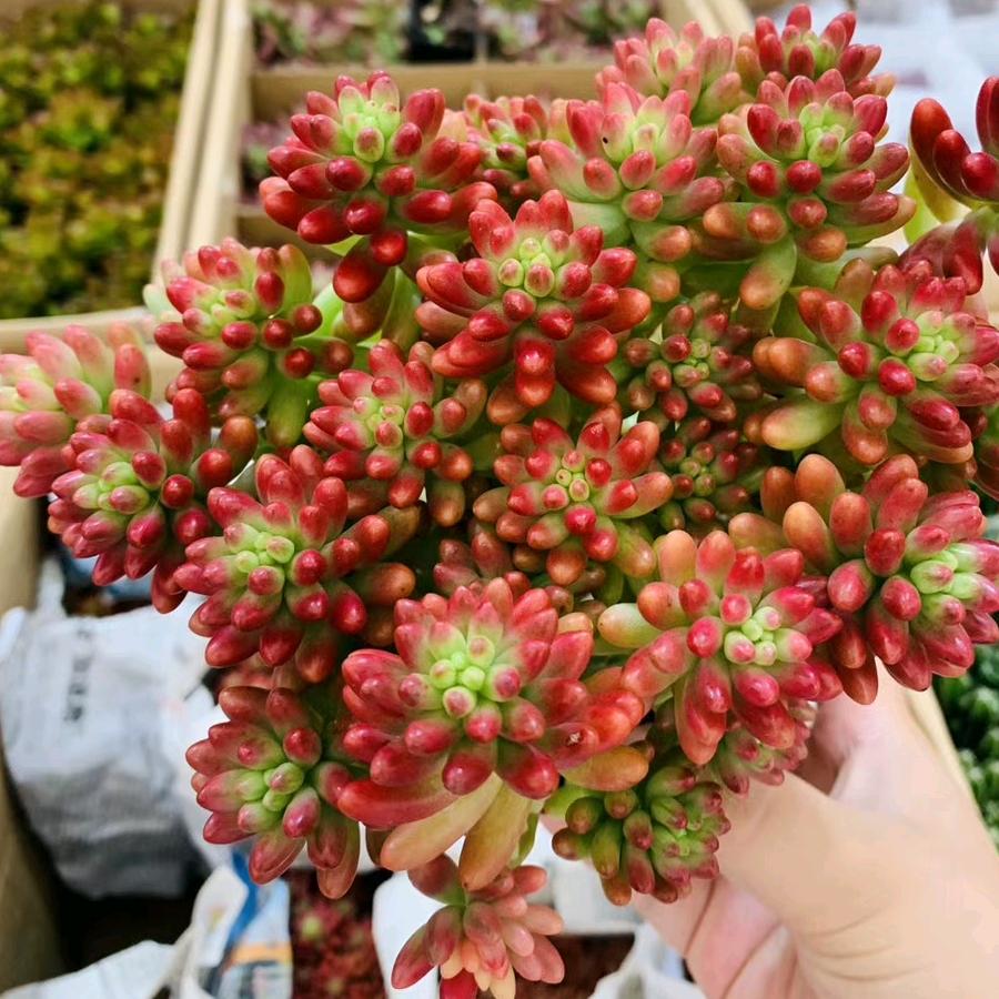 黄泛区郭庄茜茜多肉