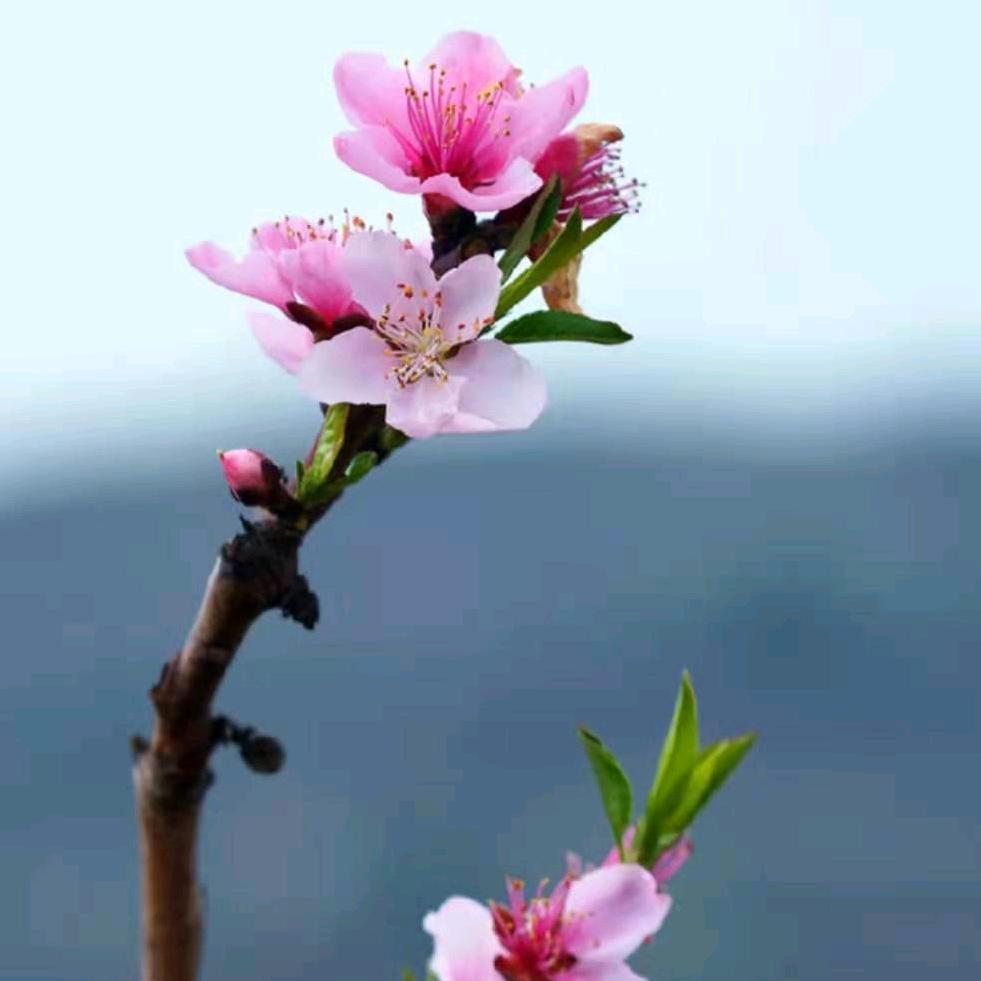 小邢邢