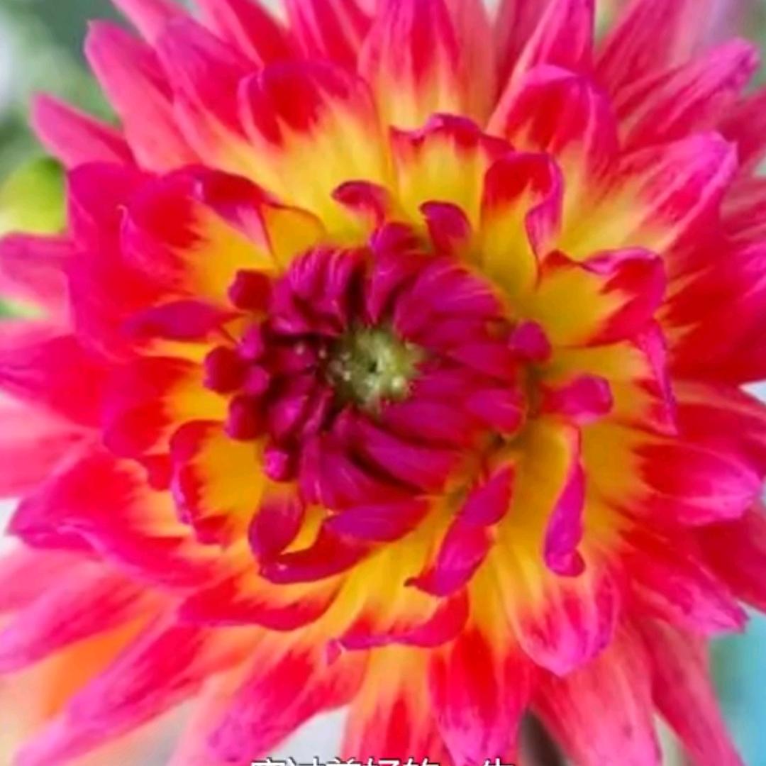 🌸九月菊🌸