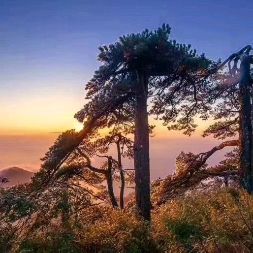 利家居瓷砖 小黄