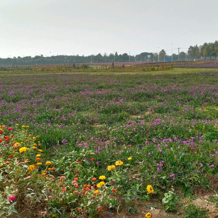 洛花知秋