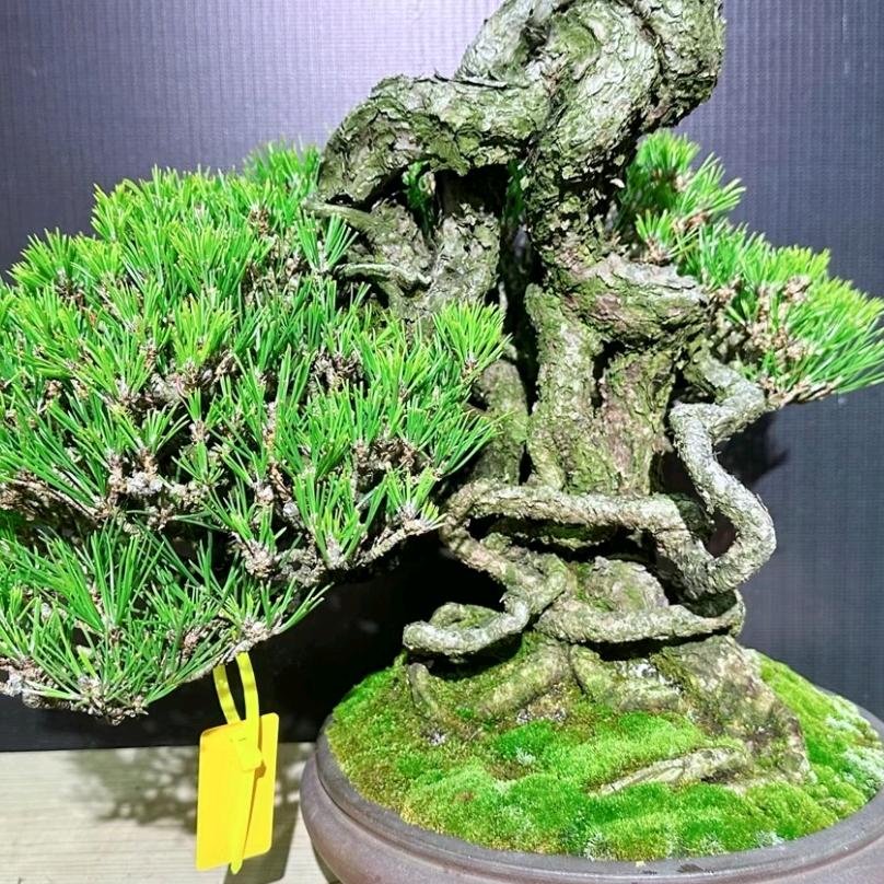 光辉盆景园