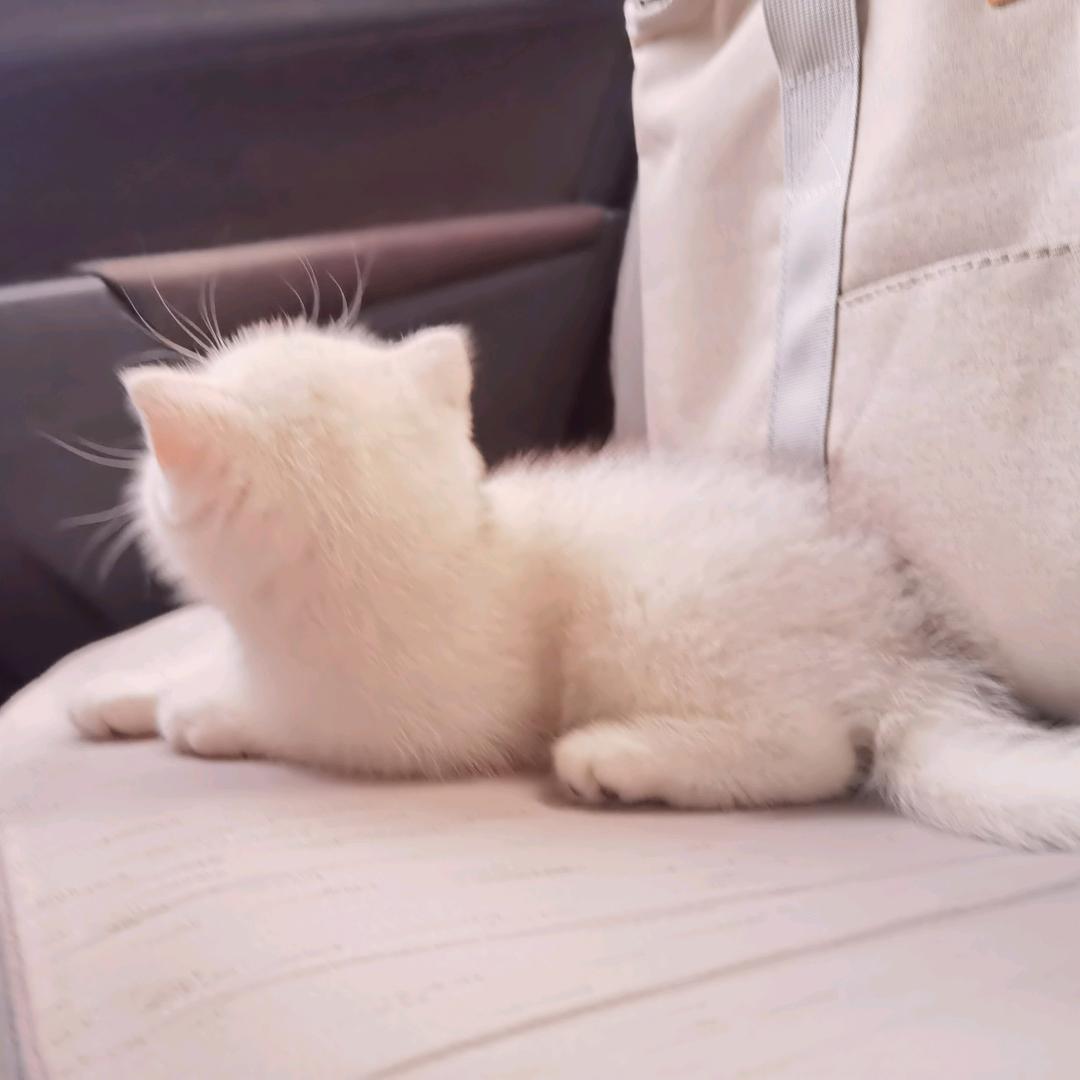 崽崽🐱