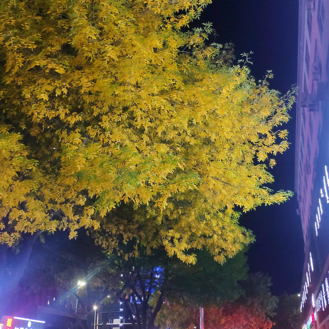 年轮65