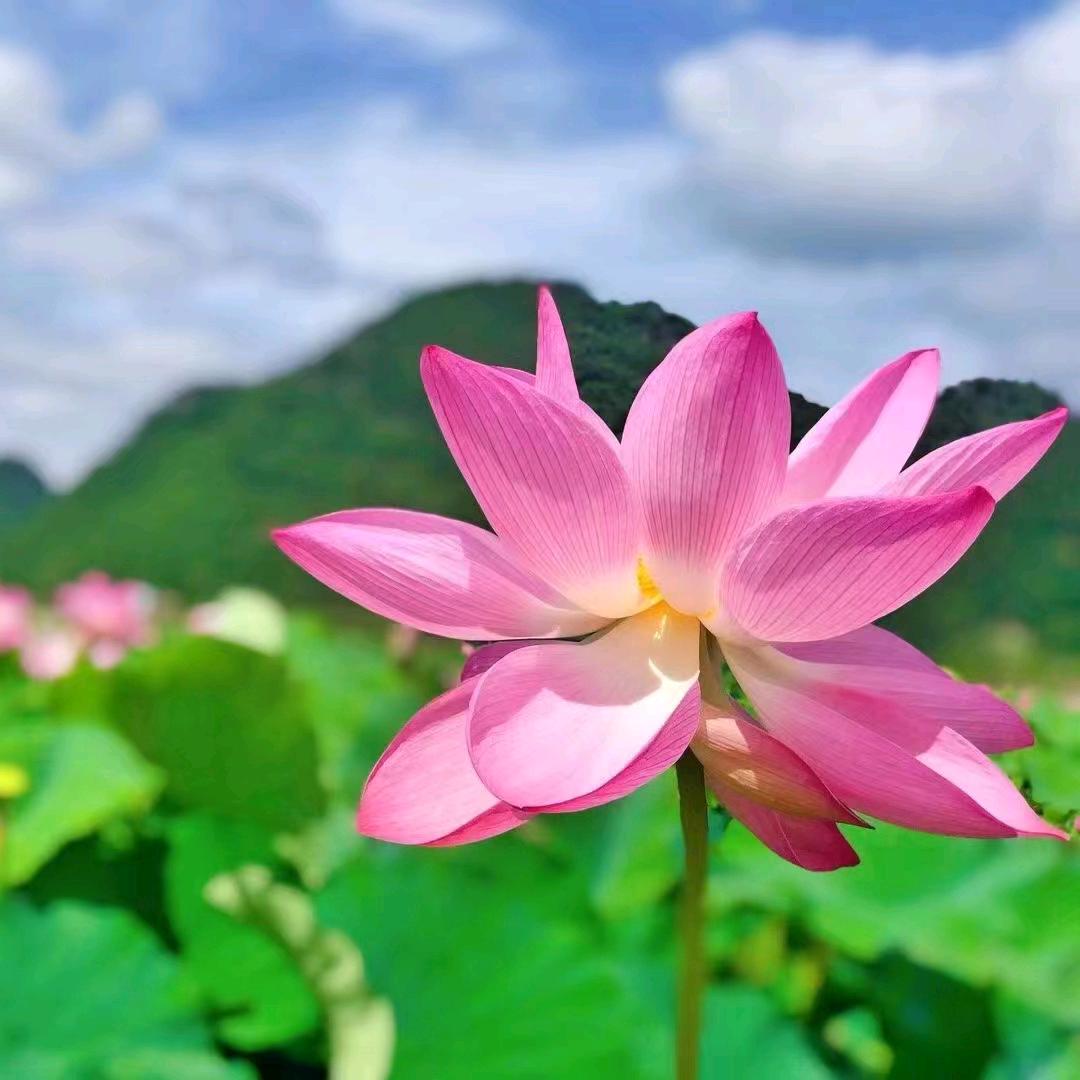 枣强县大营镇福闽茶叶店