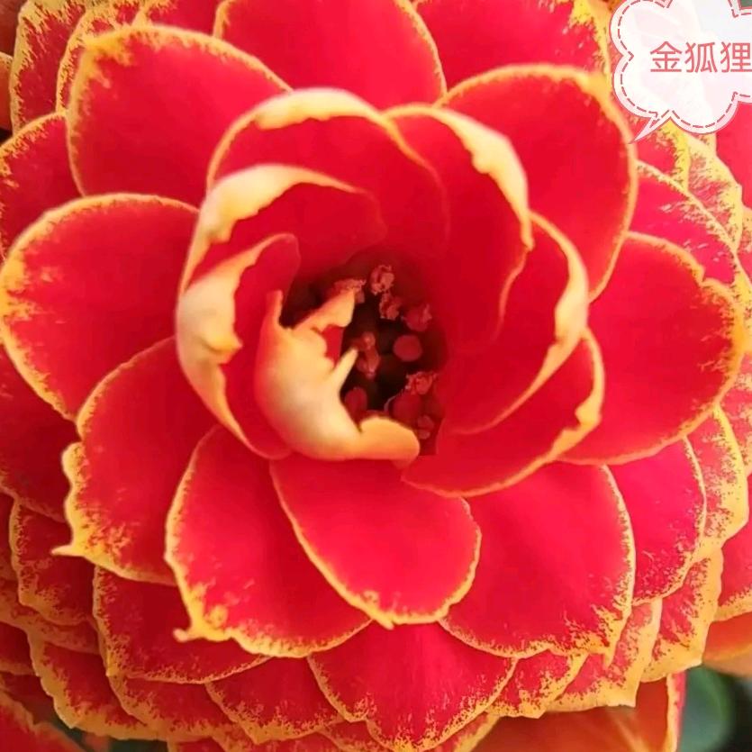润绿花卉