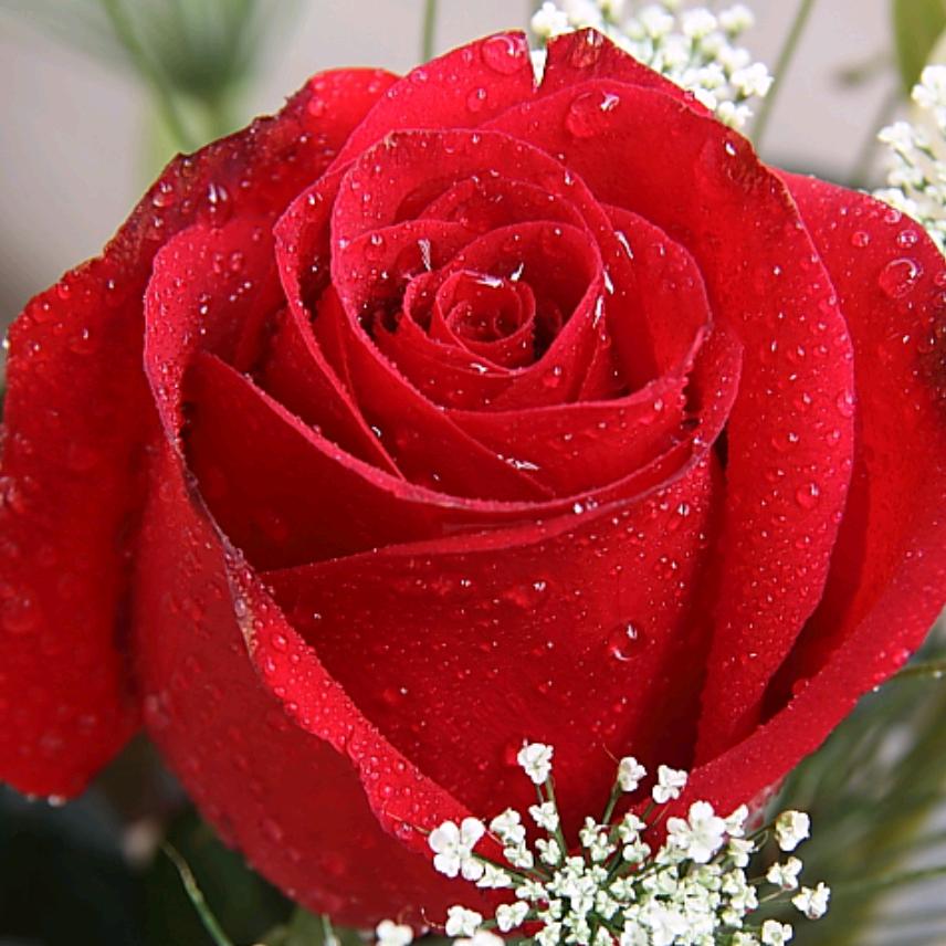 花开富贵🌹🌹
