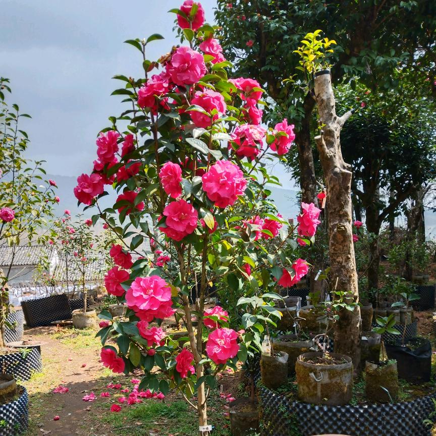 盈江县油茶种植榨油王老肆