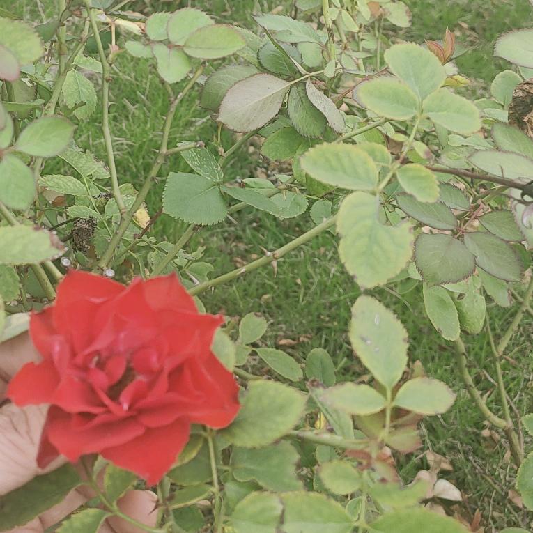 梅花