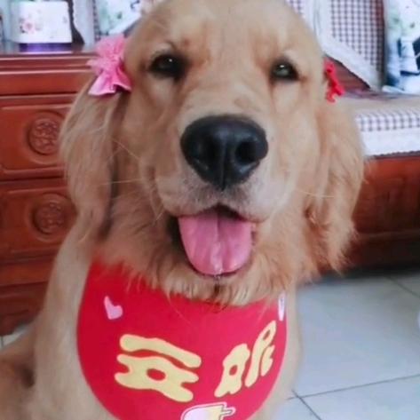 金毛妮妮