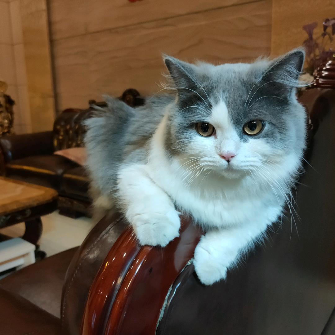 猪脚姜