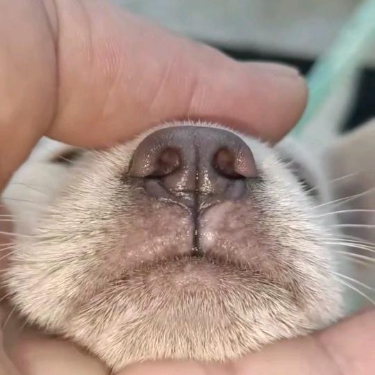 丛林陈