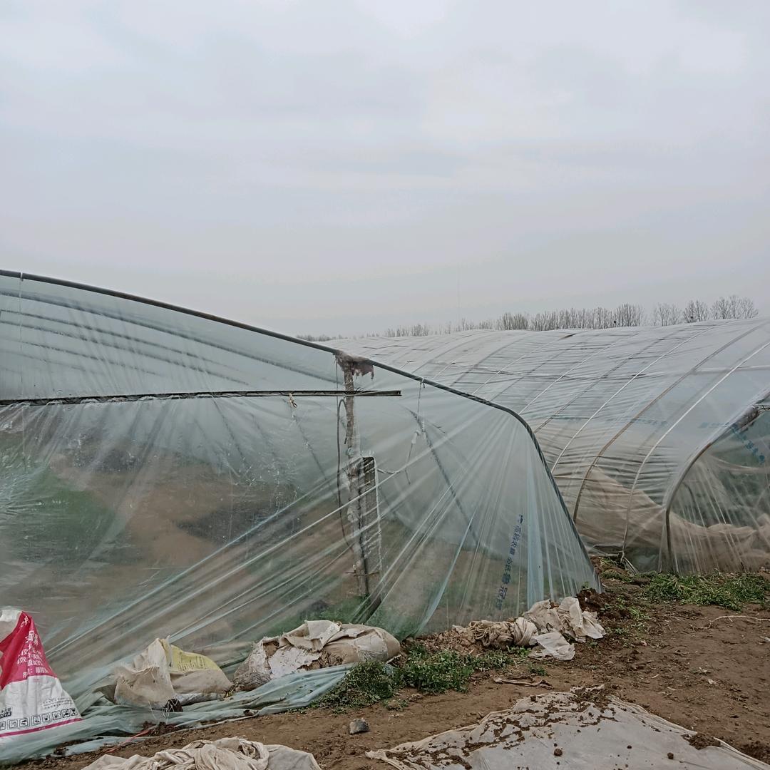 苗庄村熟菜大棚