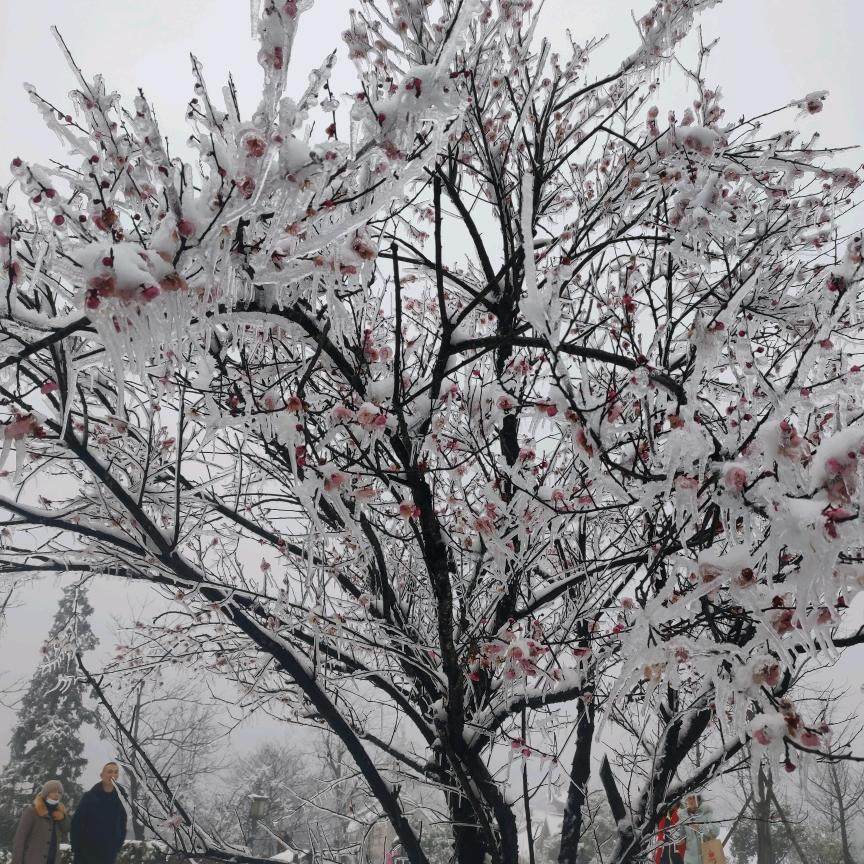 笙歌初寒、夜未央