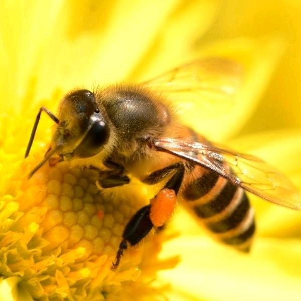 勤劳的小蜜蜂【会蜇人的蜜蜂】