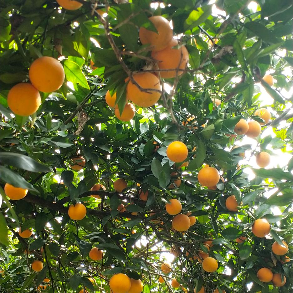 郑家班重庆黎华兰