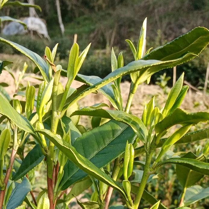 红尘相伴