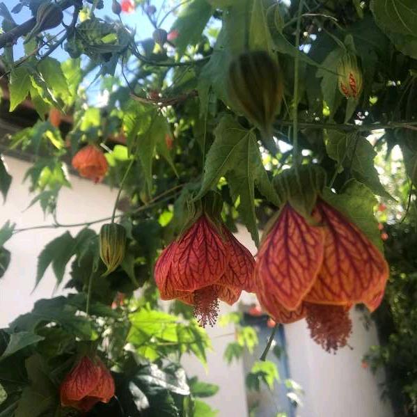 王翠荣