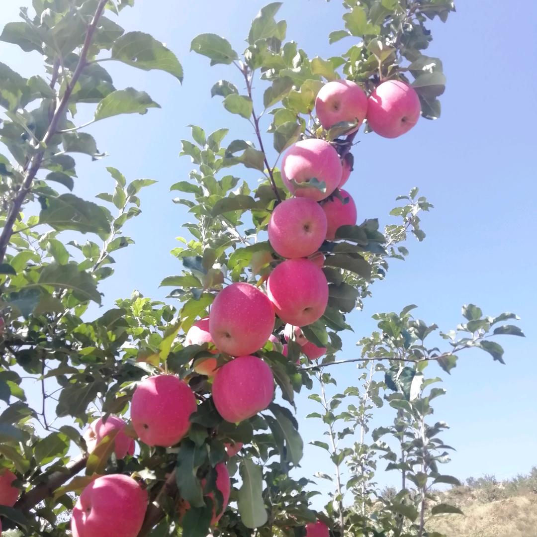 静宁苹果
