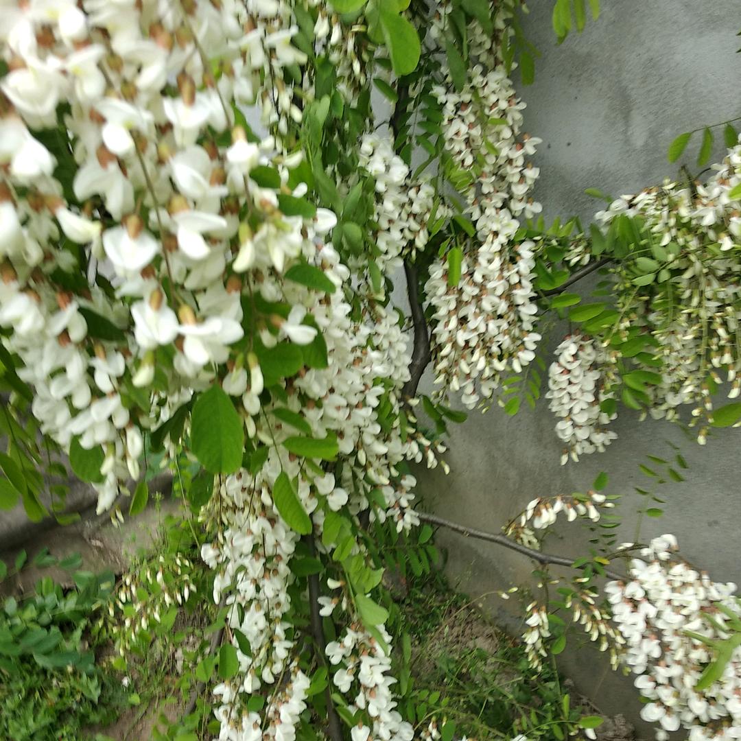刘玉芬